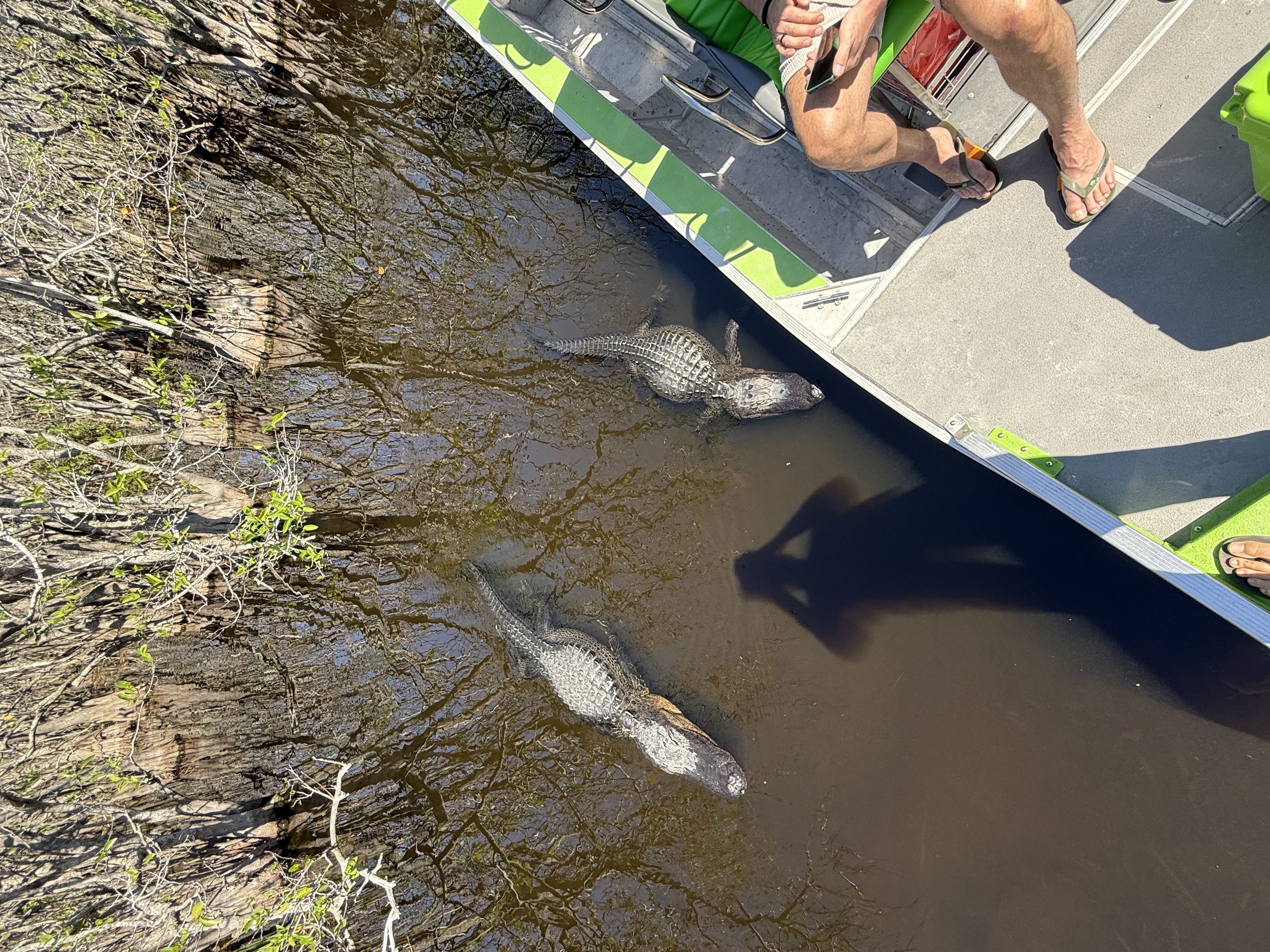 Alligator resting in Everglades sawgrass