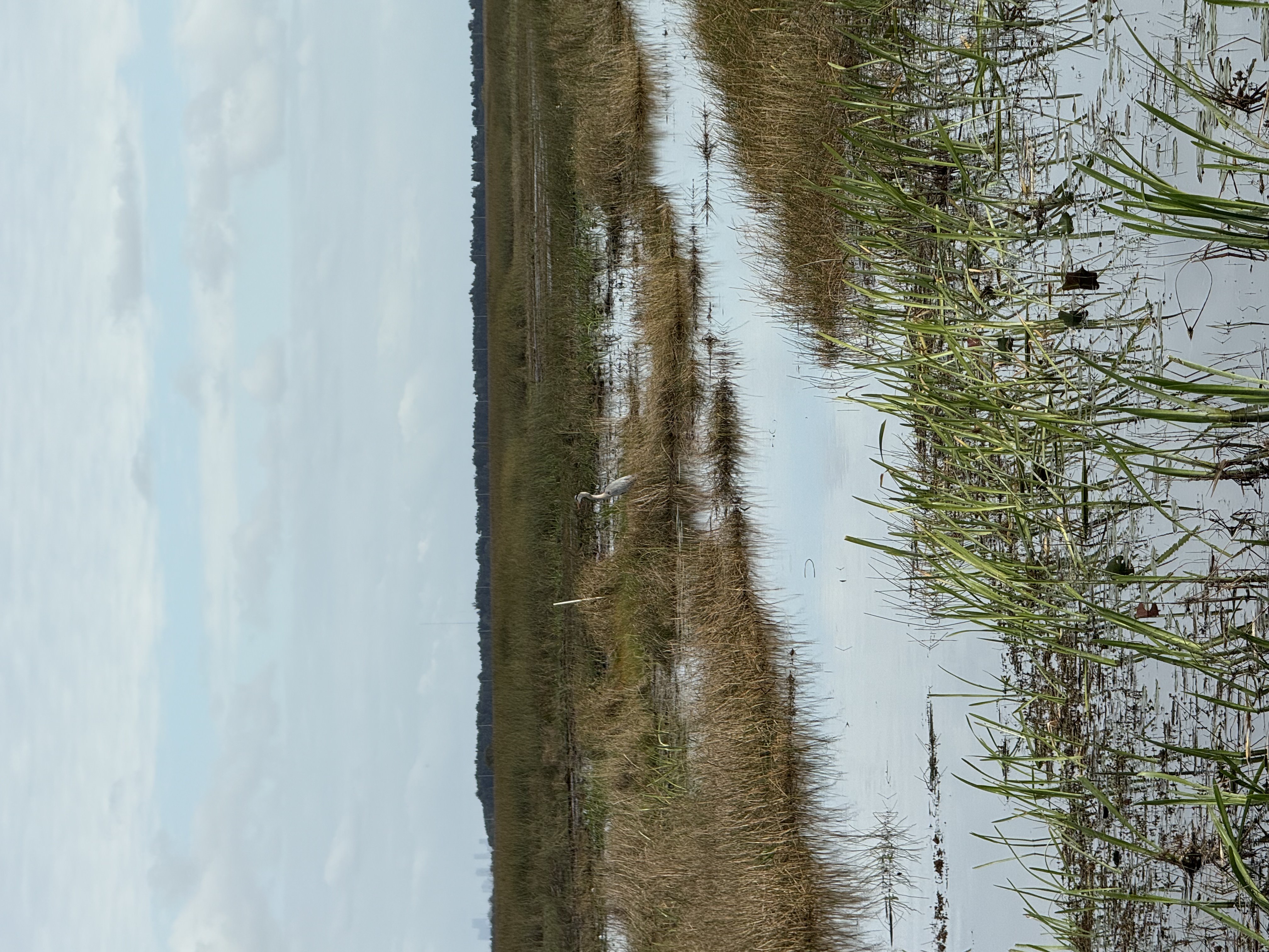 Great blue heron in Everglades marshland