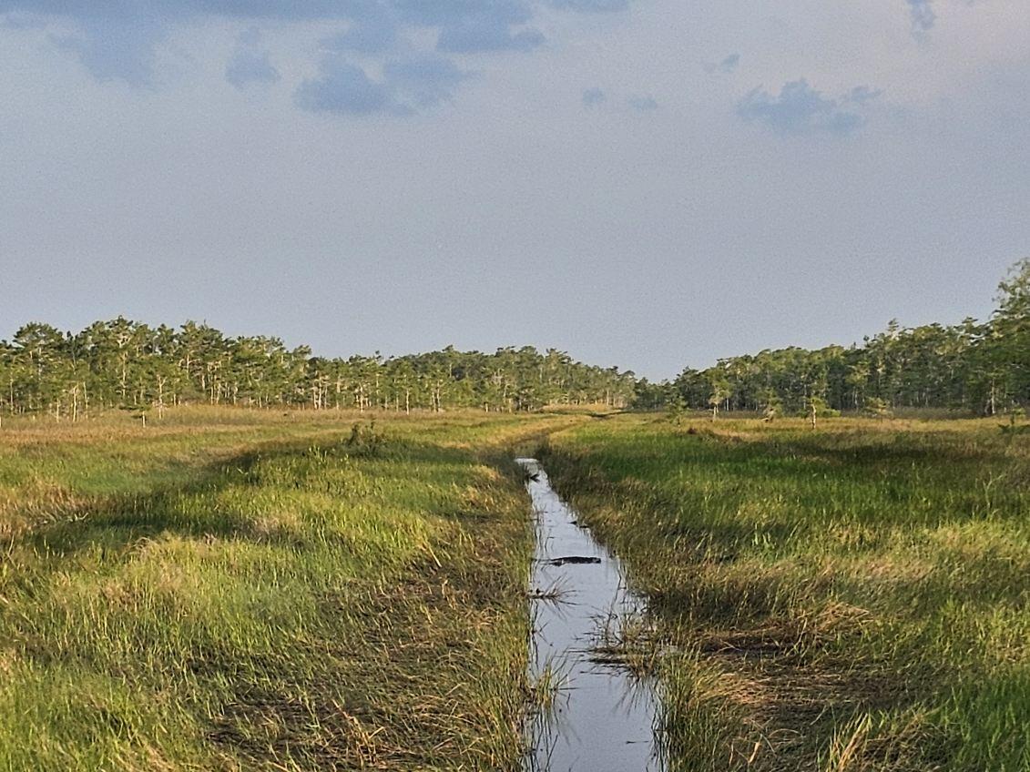 Open Everglades water with cypress silhouettes